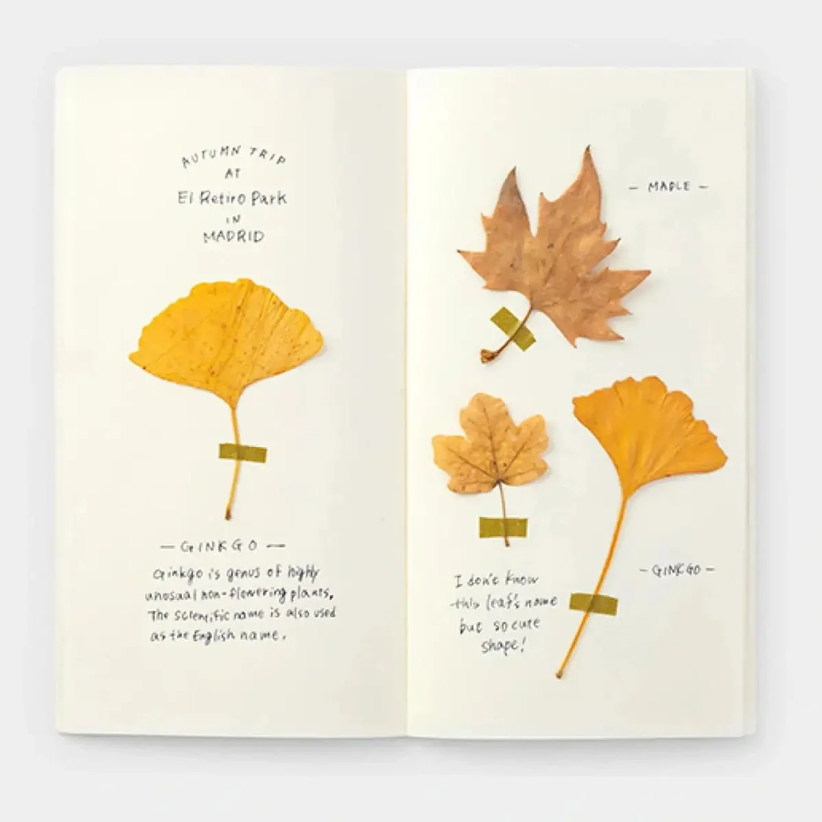 Traveler's Company Regular Notebook Refill 025 MD Paper Cream - Image 3